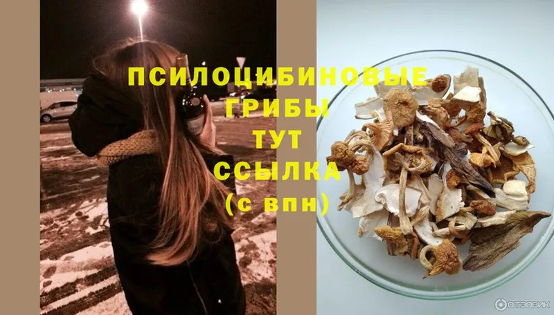 Псилоцибиновые грибы GOLDEN TEACHER  Армавир 